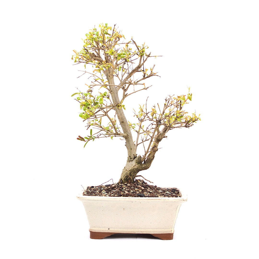 Granatapfel 'Punica granatum'